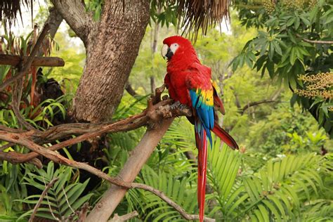 Tropical Rainforest Parrot Jaime Olmo Flickr