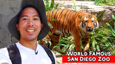 Inside The World Famous San Diego Zoo Youtube