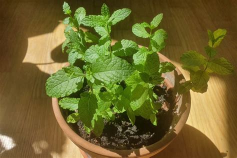 How To Prune Mint For Bushier Plants And Bigger Harvests Gardening Break