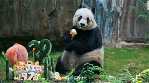 Worlds Oldest Panda Jia Jia Dies In Hong Kong