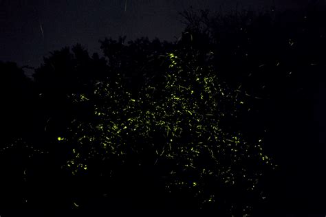 The Dying Light Of Fireflies Wildlife Conservation Trust