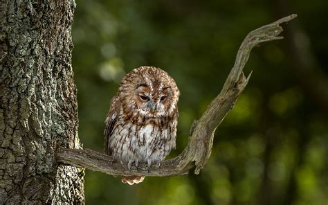 Owl Sitting On Branch Of Tree Wallpapers Share