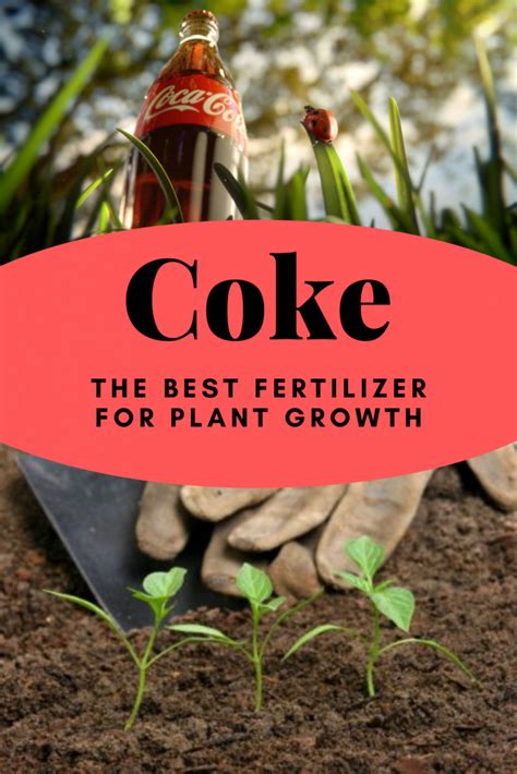 Coke The Best Fertilizer For Plant Growth