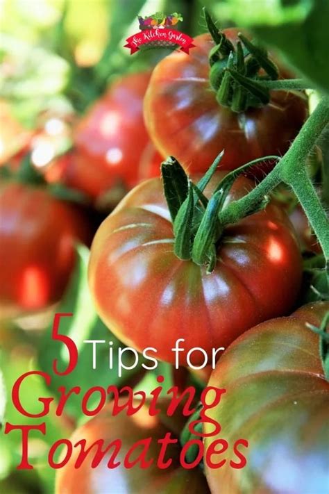 5 Tips For Growing Tomatoes The Kitchen Garten
