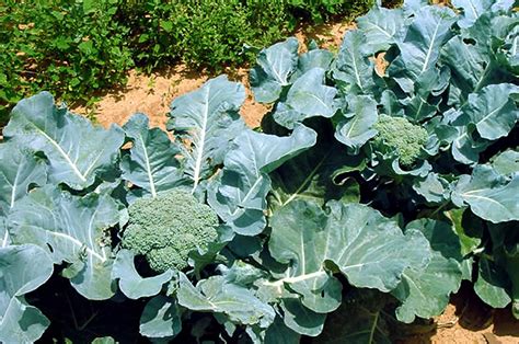 How To Grow Broccoli In A Container Growing Broccoli
