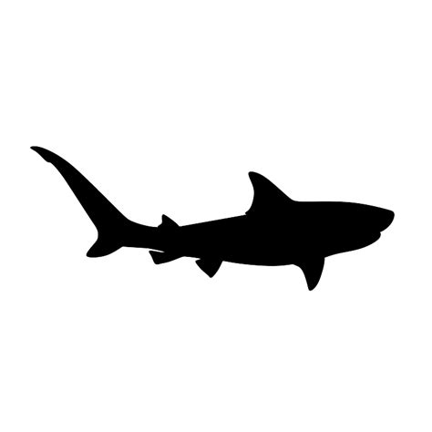 Blacktip Shark Carcharhinus Limbatus Dimensions And Drawings