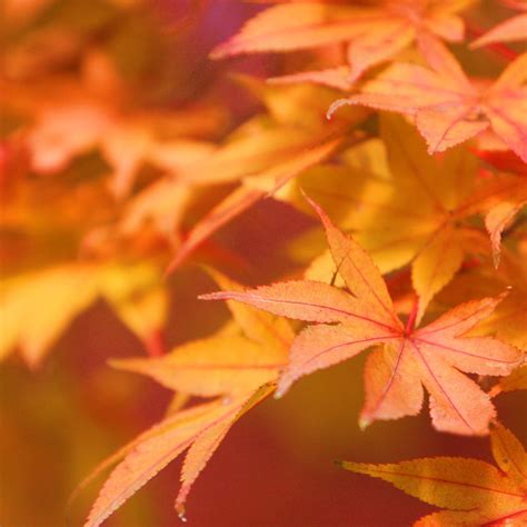 Free Download Japanese Maple Ipadwallpapersme 1024x1024 For Your