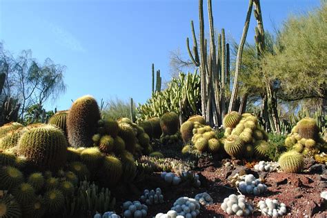 Cactus Garden Desert Landscaping Arizona Gardening Desert Garden