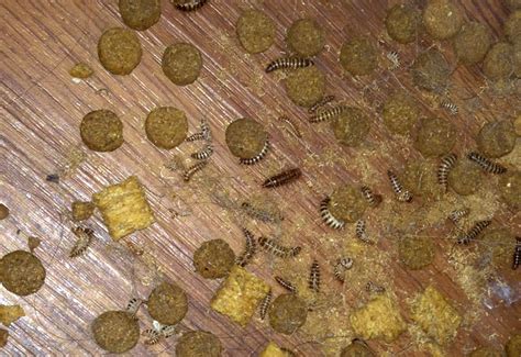 What Does A Carpet Beetle Nest Look Like Carpet Vidalondon