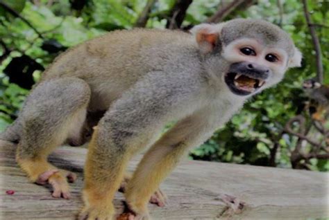Six Best Monkeys To Have As Pet Legality And Care