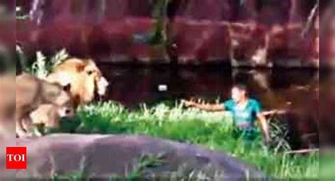 A 2016 Video Of Drunk Man Jumping Into Lions Enclosure Goes Viral