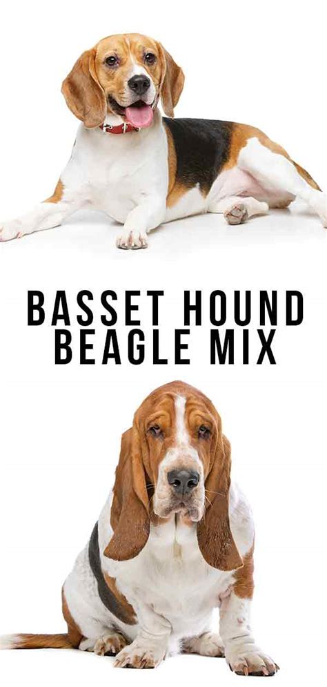 The basset hound can be a bit stubborn and food is usually near the top of their agenda. Basset Hound Beagle Mix - Two Very Different Personalities Collide