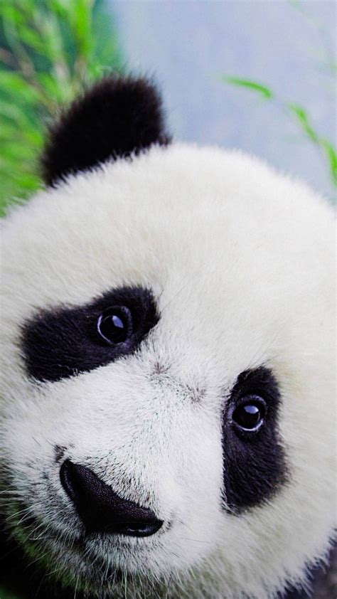Cute Panda Wallpapers 64 Pictures