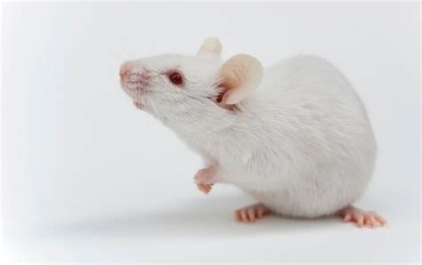 Gene Drives Shown To Work In Female Mice Scientific American