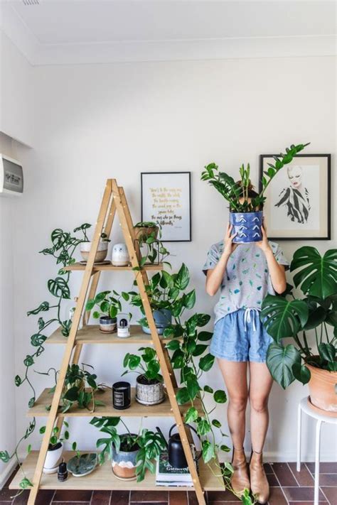 10 Low Sunlight Indoor Plants For Your Home Decor