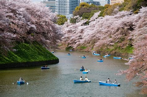 Himawari (bunga matahari) memang sudah menjadi ikon musim panas di jepang. 7 Taman Bunga Sakura di Jepang yang Menarik Untuk Ber ...