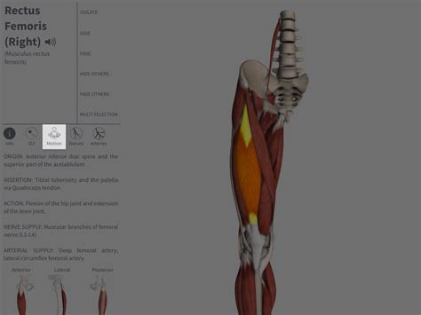 Check your illness identification skills by figuring out what chronic ailment we're ta. Muscle Motion - Complete Anatomy