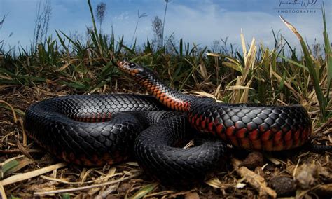 The Ten Most Venomous Snakes In Australia Wildest