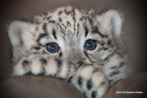 The Daily Snow Leopard Baby Snow Leopard Cute Baby Animals Baby Animals