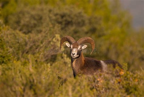 Erwachsener Mann Mouflon Stockfoto Bild Von Lebensraum 66093984