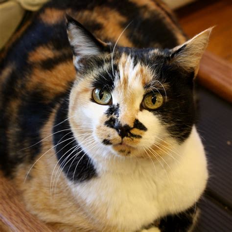 What makes calico cats so special? Calico Cat Closeup Picture | Free Photograph | Photos ...