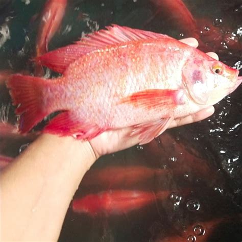 Jual Ikan Nila Segar Hidup Fresh 1KG Jakarta Timur N CEX AQUATICS