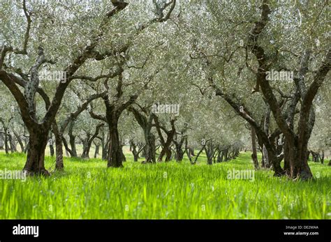 Olive Groves Italy Hi Res Stock Photography And Images Alamy