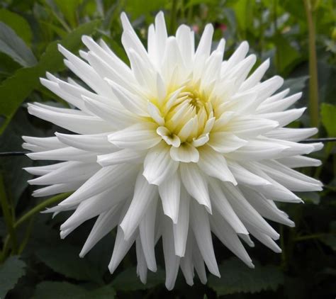 This star elite cactus dahlia will be the star of your summer garden! 1000+ images about Dahlia on Pinterest | Gardens, Grand ...