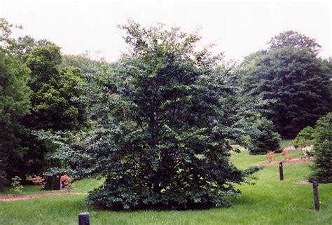 American Beech Fagus Grandifolia In Columbus Dublin Delaware Grove