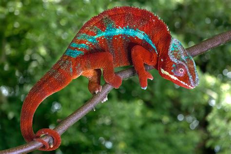 A Stunning Chameleon Jim Zuckerman Photography And Photo Tours