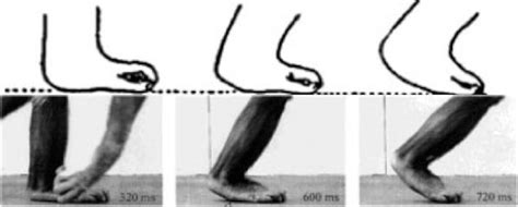 flexi feet fail to leave them in trees answers in genesis