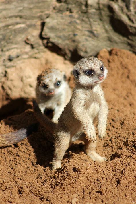 Adorable Baby Meerkats Adventure Outside Their Nest For The Very First Time
