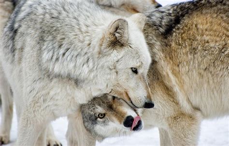 Two Wolves In An Interlocket Position Wolf Playful Interacting