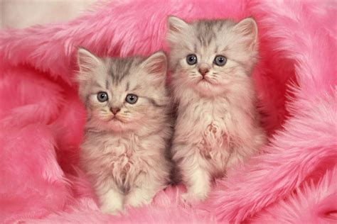 Fluffy Pink Kitten Cute Cat Images Fluffy Pink Kitten Cute Cat Images Novocom Top Free For