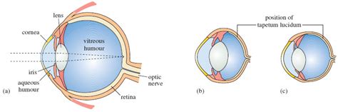 Studying Mammals Meat Eaters Figure 6 A Structure Of The Human Eye