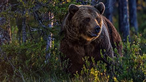 Hd Wallpaper Grizzly Bear Wilderness Terrestrial Animal Wildlife