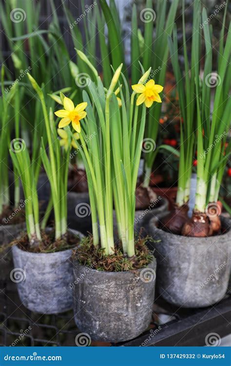 Potted Daffodils Narcissus Flowers Blooming In The Garden Shop Stock