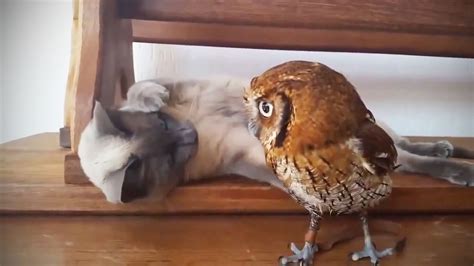 Funny And Cute Owls 🦉 Funny Pets Youtube
