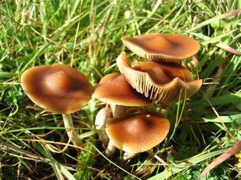 Australian Magic Mushrooms Photos