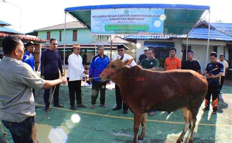 Menabung Tiap Bulan Asn Kemenag Mempawah Kurban 23 Sapi Dan 4 Kambing