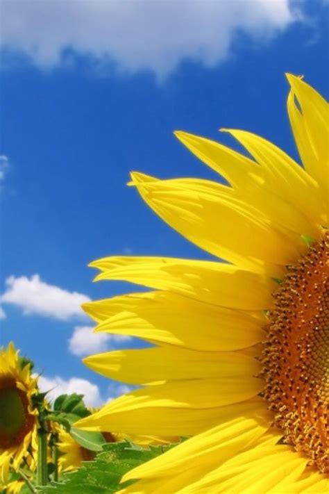 Sunflowers And Sky Background Images Wallpapers Phone Backgrounds