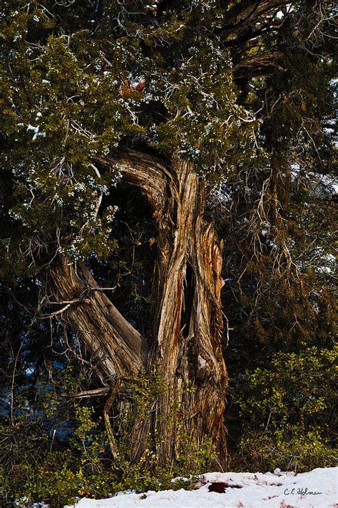 Twisted Juniper Photograph By Christopher Holmes Fine Art America