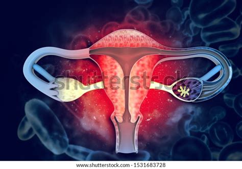 Female Uterus Reproductive System 3d Illustration Stock Illustration