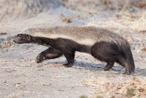 10 Fakta Menarik Honey Badger Binatang Yang Tidak Mengenal Rasa Takut