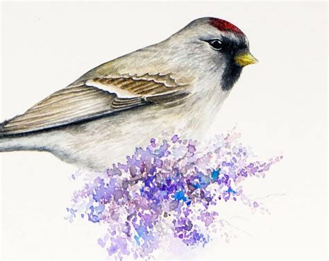 Redpoll Bird Original Watercolor Painting By Yana Khachikyan Etsy