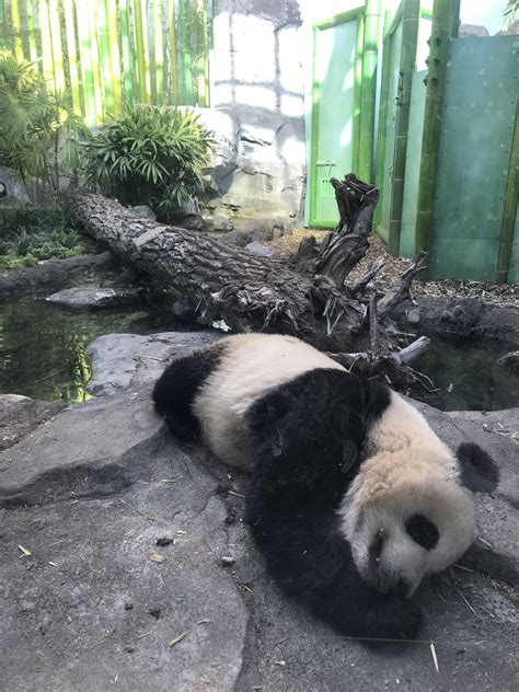 A Sneak Peek Inside Calgary Zoos Panda Passage