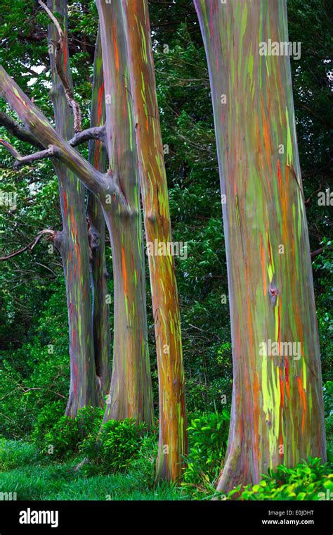 Rainbow Eucalyptus Tree On The Hana Highway Maui Hawaii Stock Photo
