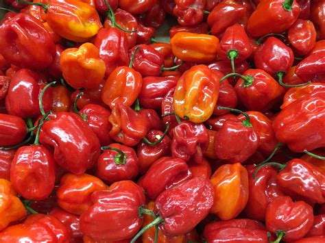 Red Habanero Chilli Seeds Most Popular Seeds
