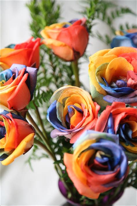 Natural Rainbow Roses All Colors In One Rose
