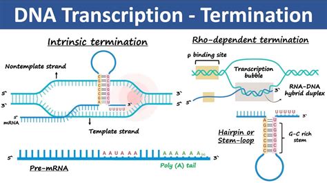 Transcription Termination In Prokaryotes Eukaryotes Biochemistry Youtube